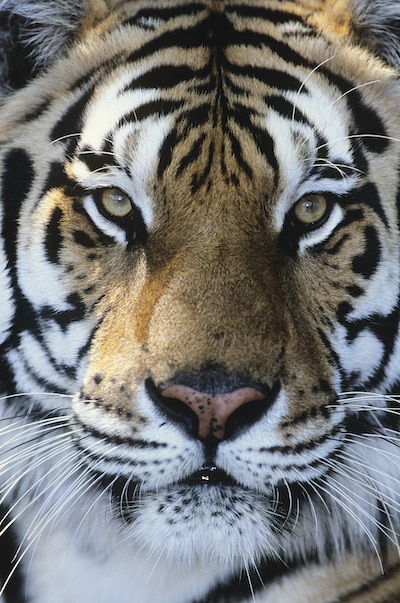 tiger